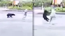 بالفيديو..دب ينقض على سيدة أثناء سيرها في الشارع.